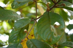 Symplocos macrophylla